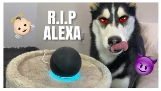 My Talking Husky TAKES DOWN Alexa!