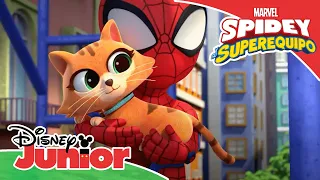 Marvel Spidey y su superequipo: El amor gatuno | Disney Junior Oficial