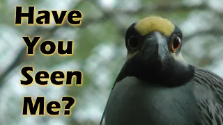 Welcome To The World Of The Yellow-Crowned Night Heron - Narrated