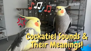 Cockatiel Sounds and Their Meanings! | TheParrotTeacher