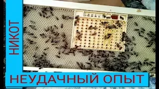 Вывод маток, неудачный опыт