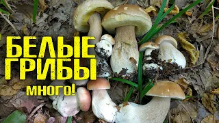 БЕЛЫЕ ГРИБЫ 2021 МНОГО!  ПОЛНОЕ ВЕДРО БЕЛЫХ ГРИБОВ! BOLETUS EDULIS Грибной Рай. Часть1.