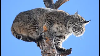 The Best & Last Bobcat We Ever Tracked | Hound Hunting