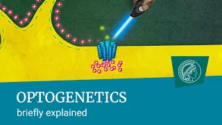 Optogenetics | briefly explained |Turning nerve cells on and off using pulses of light