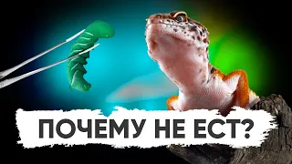 Почему эублефар не ест?