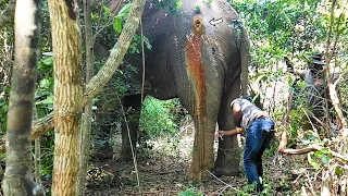 Humanity! Officer's valiant effort to save elephant suffering with agonizing wound in its body