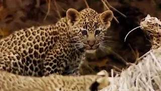 Leopard Cubs Learn to Climb | Little Big Cat | BBC Earth