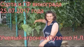 Сорта винограда созревающие на 25 07 2017 (Пузенко Н.Л.)