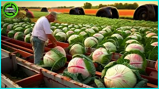 The Most Modern Agriculture Machines That Are At Another Level , How To Harvest Cabbages In Farm ▶3