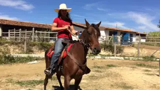 Como ensinar seu cavalo a andar de lado - Lulu Animais