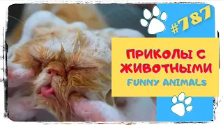 Смешные Животные 😺 Смешная Подборка 👍 Funny Animals 😹 TikTok Trends