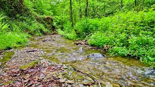 Sounds of nature, murmur of a stream || The sound of the stream is relaxing || Healing Nature Sounds