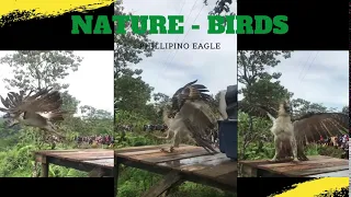 Our Nature Series - Intro Video A rescued Philippine Eagle flies free