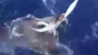 first giant squid caught, and video taped.