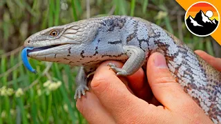 BLUE TONGUE Skink Encounter!