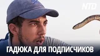 Тунисский ютубер ловит змей и скорпионов