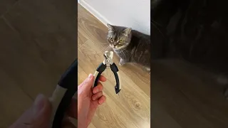 Как постричь кошке когти