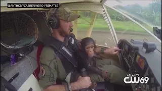 Great Video: Rescue Chimp Flies to Sanctuary