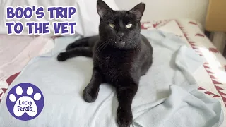 Boo's Trip To The Vet - Lucky Ferals Cat Family Vlog S5 E27 - Cat Video Compilation