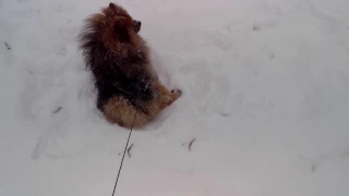 Как сделать "снежного собачьего ангела"