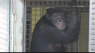 Tonka the Chimp rescued from Missouri basement, taken to Florida