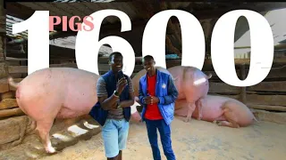 Meet The Young African Millionaire Farming 1600 pigs