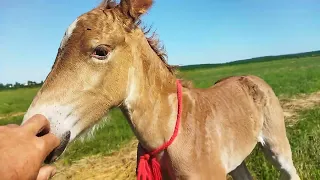 ЛОШАДИ/ОЖЕРЕБИЛАСЬ МАШКА🐎#horses