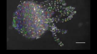 Tracking neural activity in behaving hydra - C. Dupre and R. Yuste