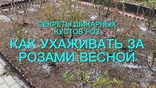 Как ухаживать за розами весной ? Секреты выращивания пышных и шикарных кустов.🌹🌹🌹