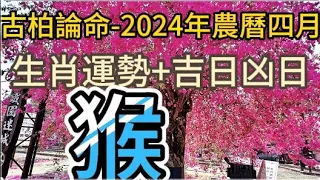 【古柏論命每月運勢+吉日凶日】2024年農曆四月(陽曆2024年5/8 ~ 6/5)生肖運勢分享 -  猴