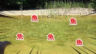 【勝ち確定】大減水した池でルアー釣りをしてみた。