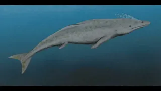 Эволюция китов и дельфинов Познавательное видео и викторина