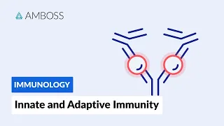 Innate and Adaptive Immunity: Types of Immune Responses (Short version)