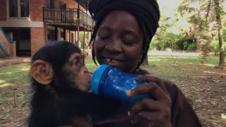 170726090 Couple Creates Sanctuary For Orphaned Chimps In Liberia