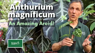 Anthurium Magnificum... Discover This Amazing Aroid!