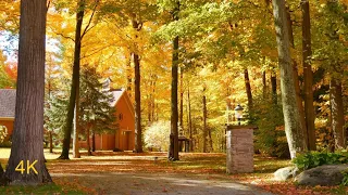 BEAUTIFUL AUTUMN COLORS Countryside Foliage near Toronto Fall Colours 4K UHD tv