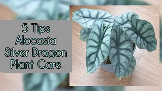 5 Tips Alocasia Silver Dragon Plant Care