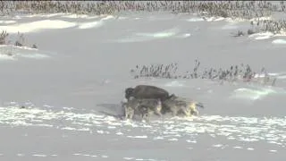 BBC Frozen Planet - Wolf Attack Bison, Bison Gets Run Down By Another Bison