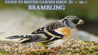 Guide to the ID of British Garden Birds - No.1 -  BRAMBLING
