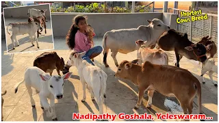 Micro mini cows in our farm | Nadipathy goshala | #miniature #trending #tiktok #viral #youtube #yt