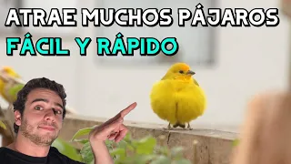 COMO ATRAER PÁJAROS RÁPIDAMENTE a tu JARDÍN o HUERTO