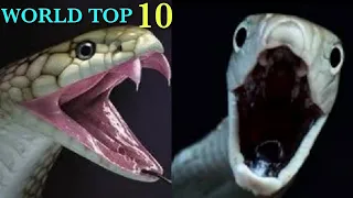 உலகில் மிகவும் மோசமான கொடிய விஷங்கள் கொண்ட பாம்பு வகைகள் top 10 most dangerous snakes in the world