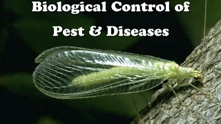 Biological Control of Pest & Diseases