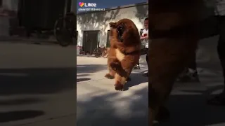 Самая дорогая собака в мире