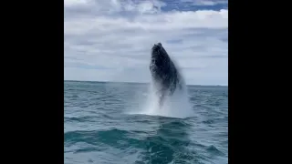 Прыжки горбатого кита перед лодкой / Jumping humpback whale in front of the boat