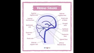 Anatomy of Dural venous Sinuses