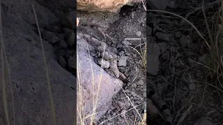 Banded Rock Rattlesnake in New Mexico High Desert Coues Deer Country! #nature #snake #animals