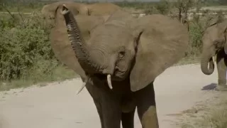 Elephants Dancing in 4K