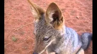 Affectionate Jackal in the Kalahari