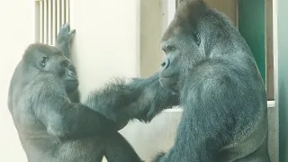 Father gorilla approaches son and gently takes his hand / Shabani and Kiyomasa